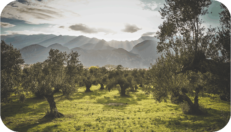 Olive yard logo